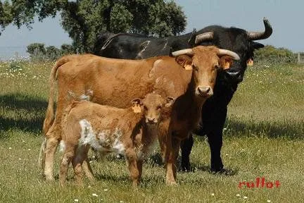 Fotos de vacas y toros - Imagui