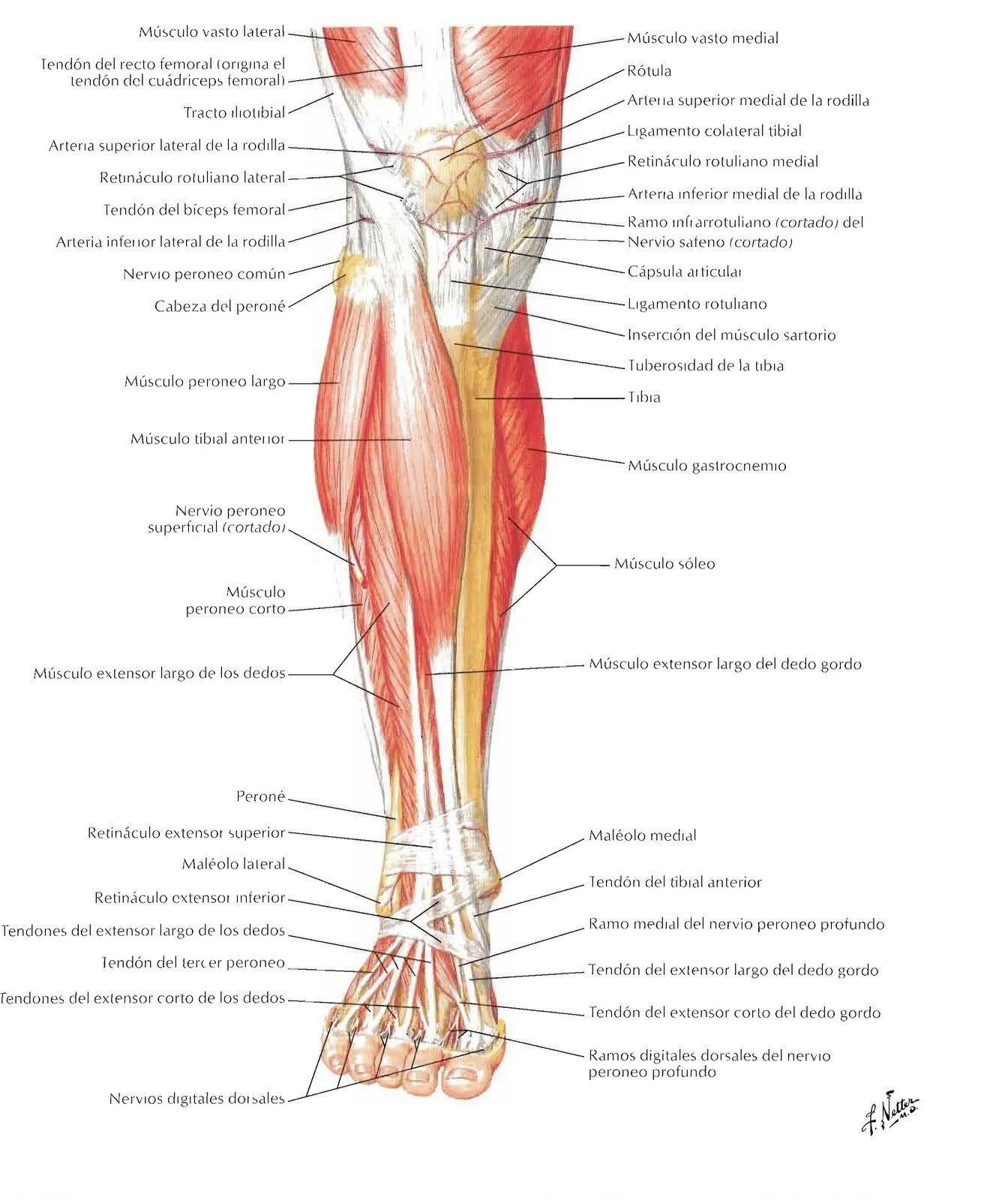 TEORICO DE MASAJE: CARA ANTERIOR DE LA PIERNA