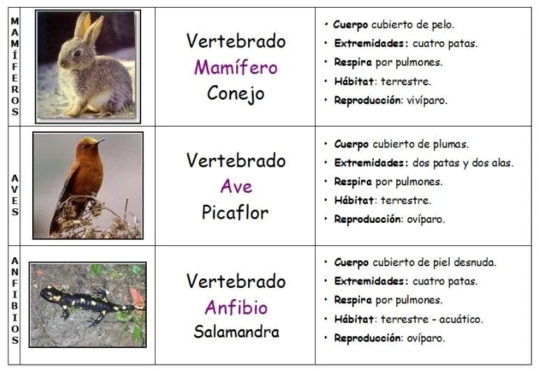 Tercero y Cuarto de Primaria: ANIMALES VERTEBRADOS