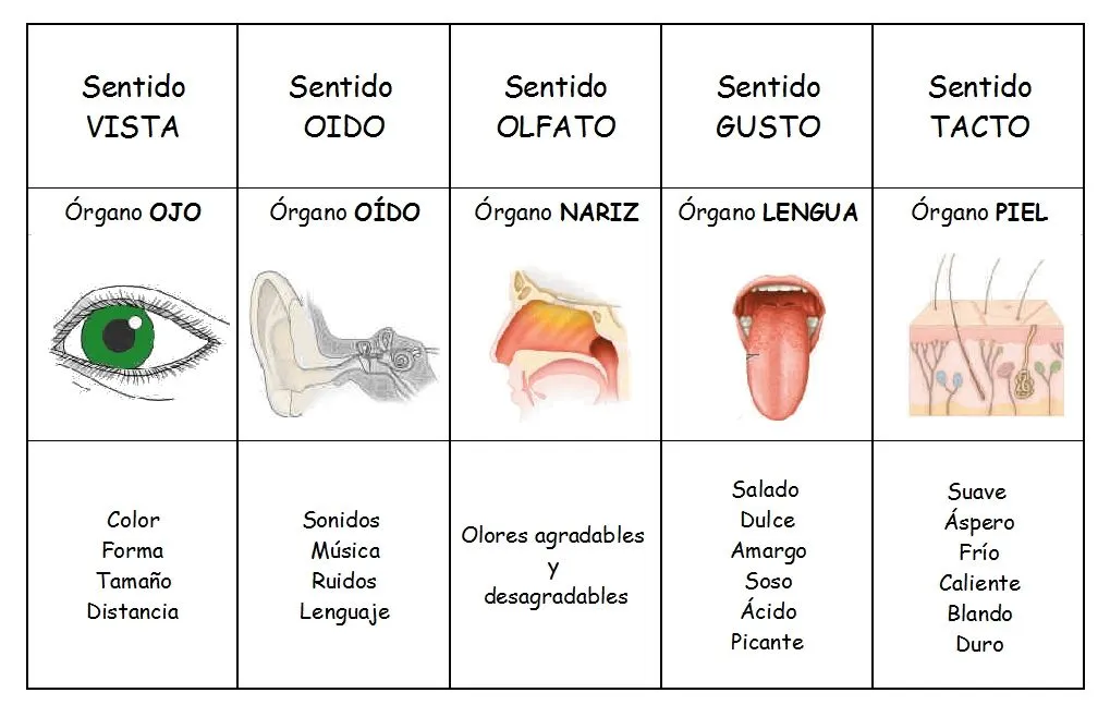 Tercero y Cuarto de Primaria: LOS SENTIDOS