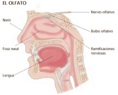 olfato para niños