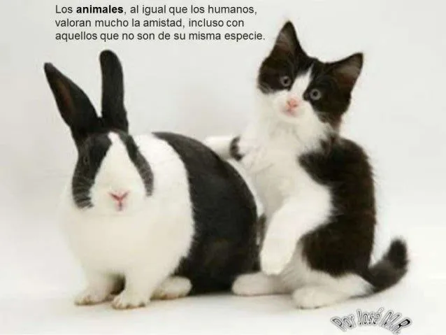 Ternura en animales.