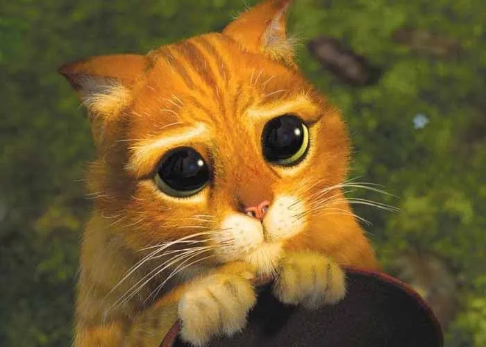 Qué ternurita!: Winnie, el lindo perrito con los ojos del Gato con Botas — RadioActiva 92.5