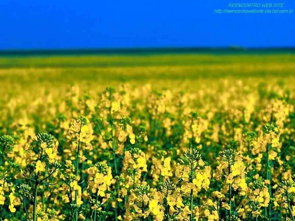 TERRACEUMAR: Verdes são os campos