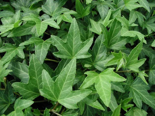 Terraza en Roma: 8.- Hedera helix (hiedra)