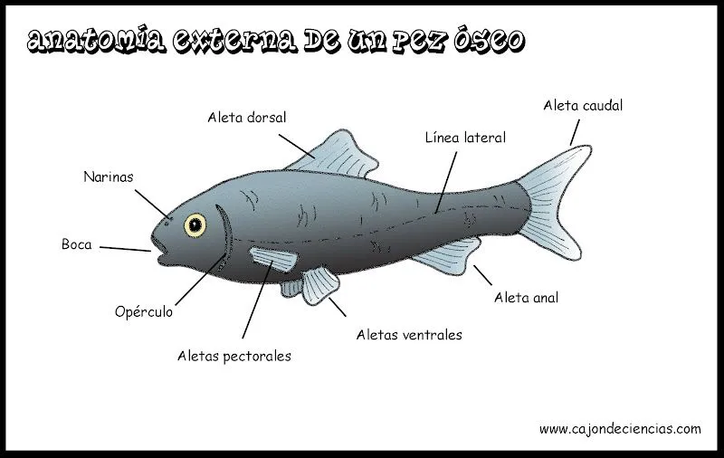 TERRITORIO APÁTRIDA: Esquemas de vertebrados