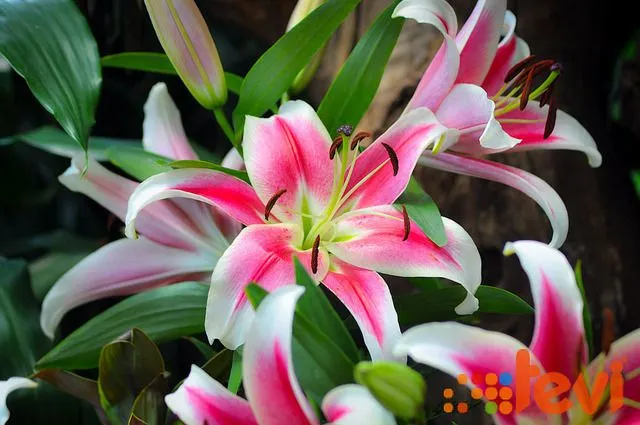 TeVí en la ciudad • Orquídeas, Pájaros y Flores Con una exposición ...