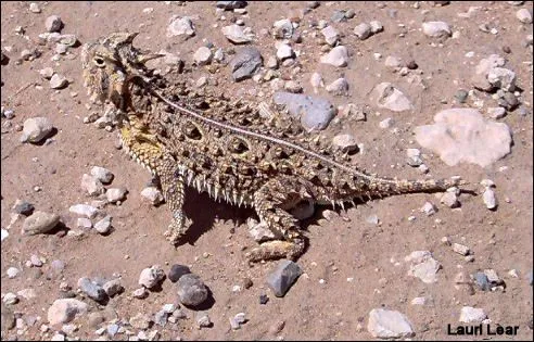 Texas Horned Lizard