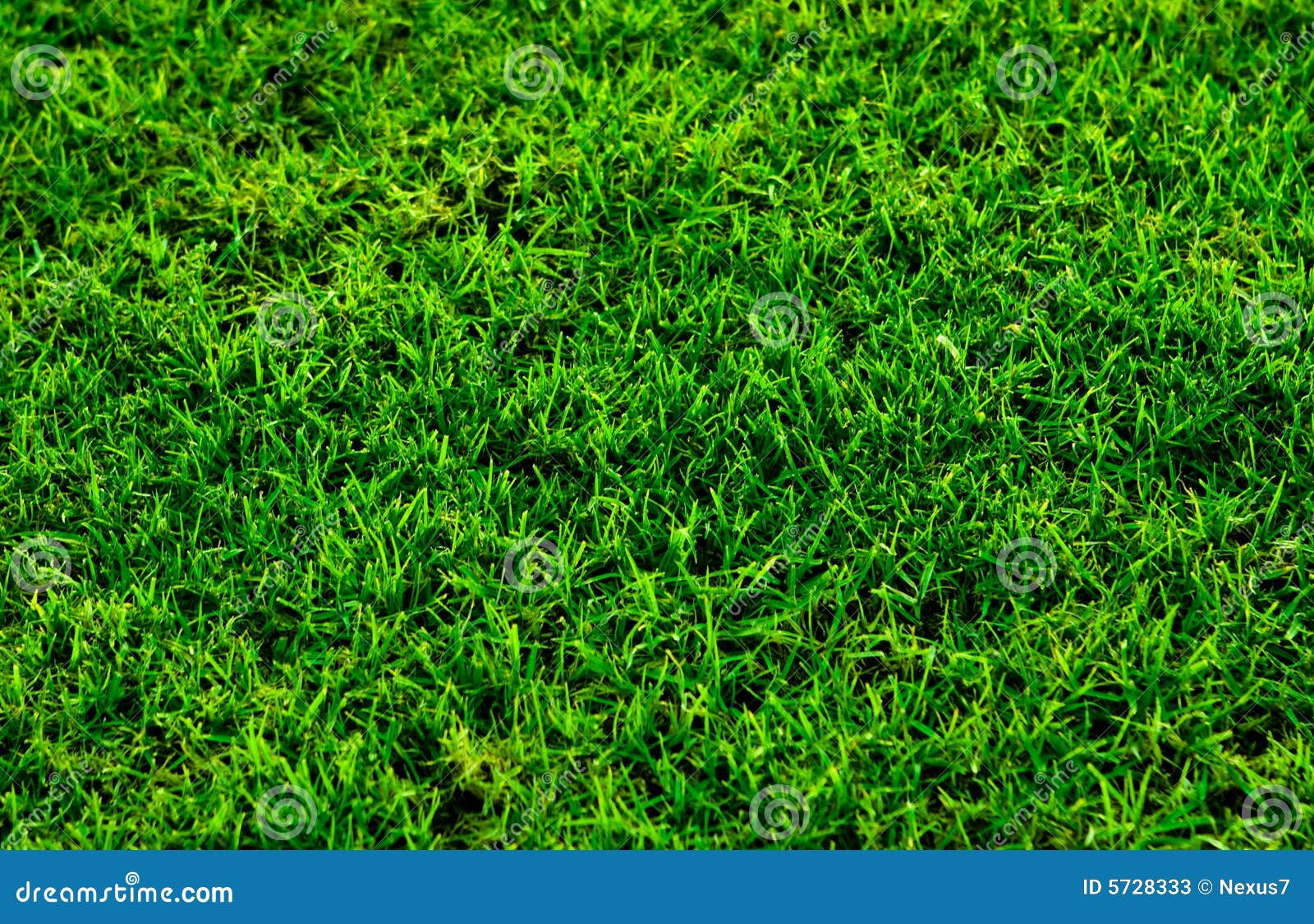 Textura Do Macro Da Grama Verde Fotos de Stock - Imagem: 5728333