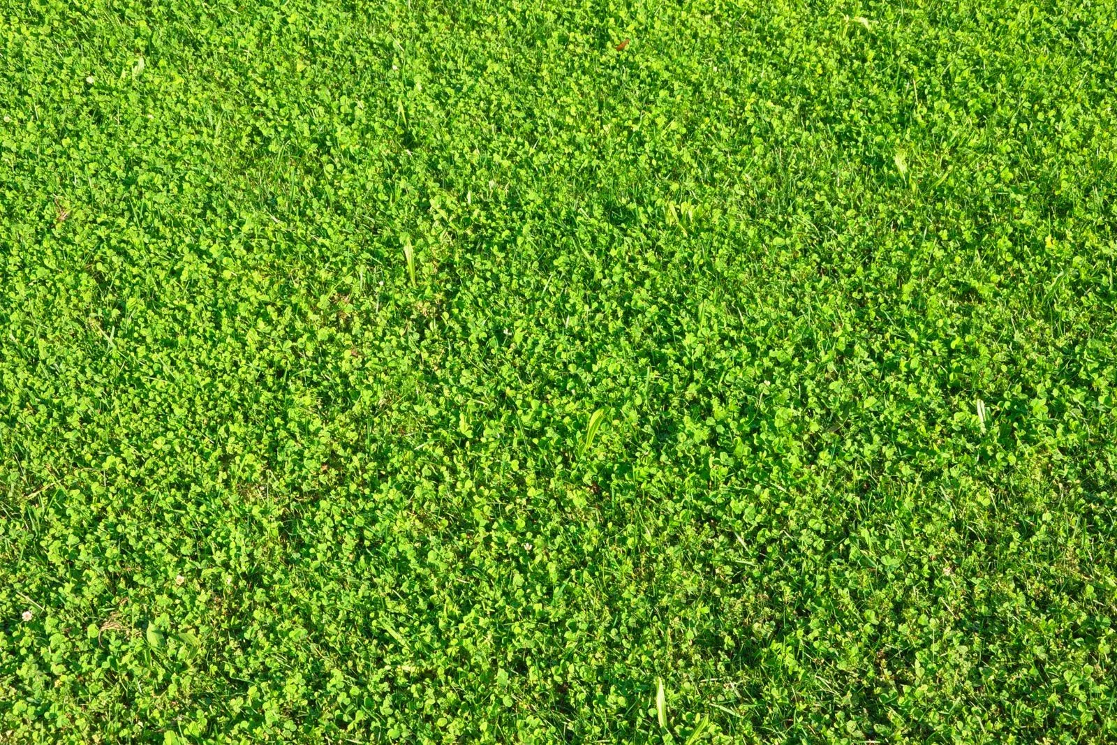 Textura GRAMA - Imagui