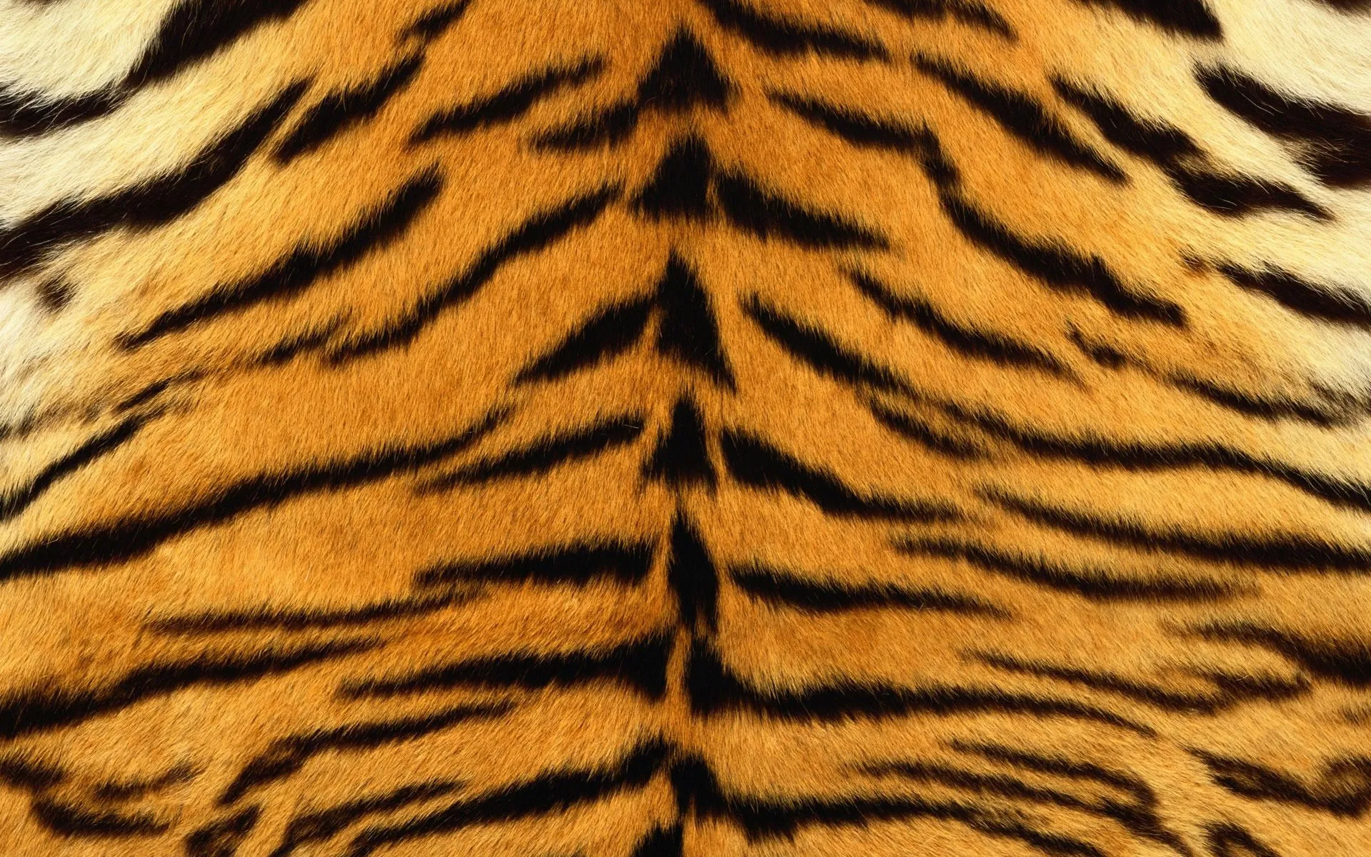 Textura Piel de Tigre - Wallpapers