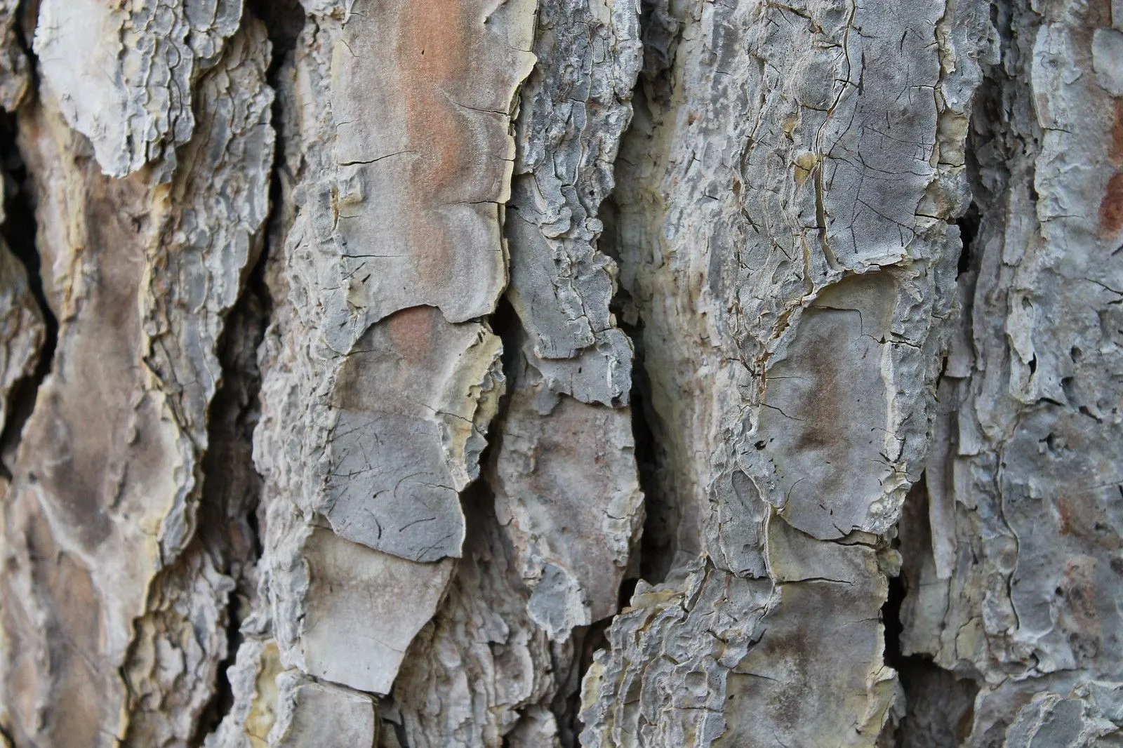 Textura del tronco de un arbol. | Flickr - Photo Sharing!