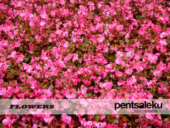 Texturas de flores gratuitas | pentsaleku