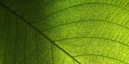 Hoja textura - Imagui