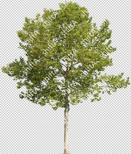 Texture psd plane tree planetree