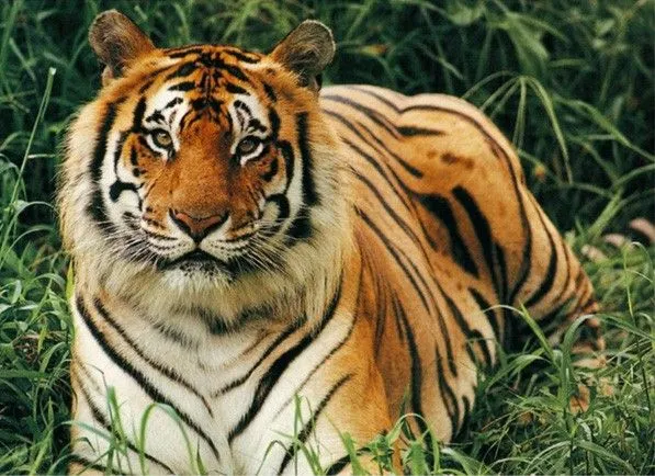 The Bengal Tiger. - WILD ANIMAL reports for kids