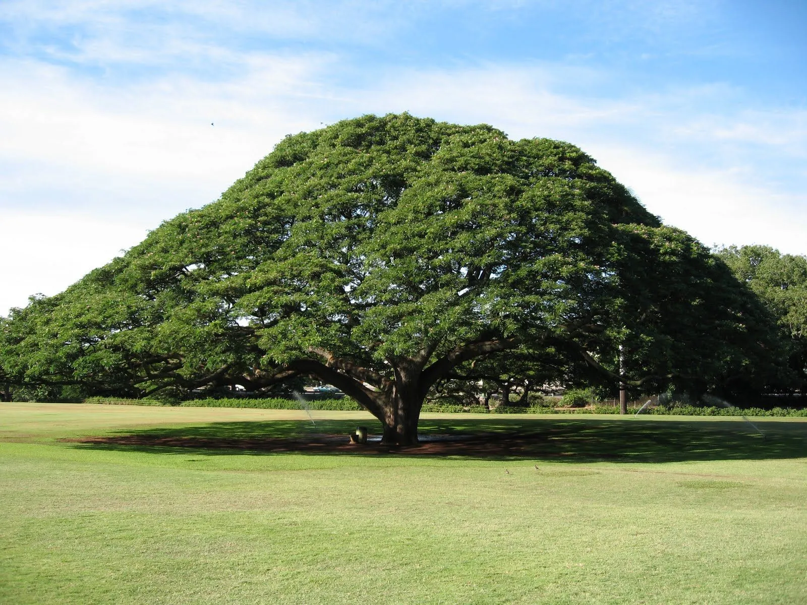 The Biggest Plant Dictionary: Samanea saman