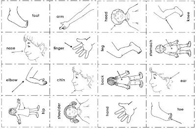 THE BODY: FICHAS PARA COLOREAR