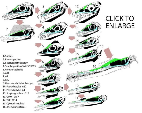 The Disappearance(s) of the Pterosaur Naris | The Pterosaur Heresies