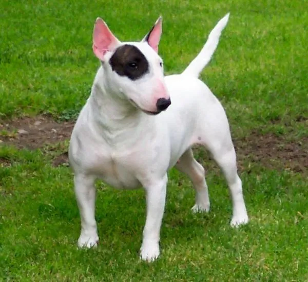 The dog in world: Bull Terrier dogs