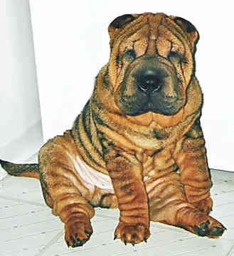 The dog in world: Chinese Shar-Pei dogs