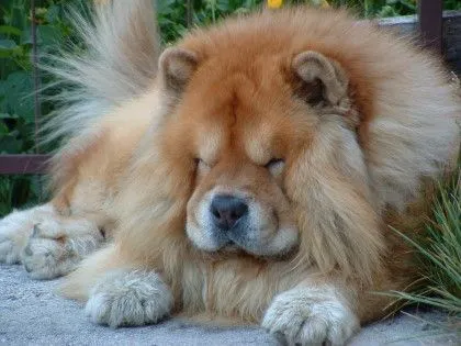 The dog in world: Chow Chow dogs