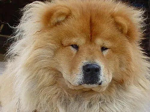 The dog in world: Chow Chow dogs