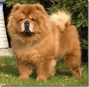 The dog in world: Chow Chow dogs