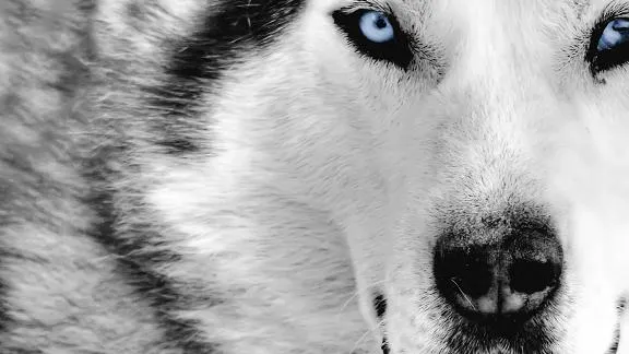 The dog in world: wolf wallpaper very great