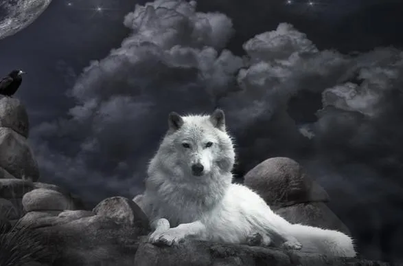 The dog in world: wolf wallpaper very great