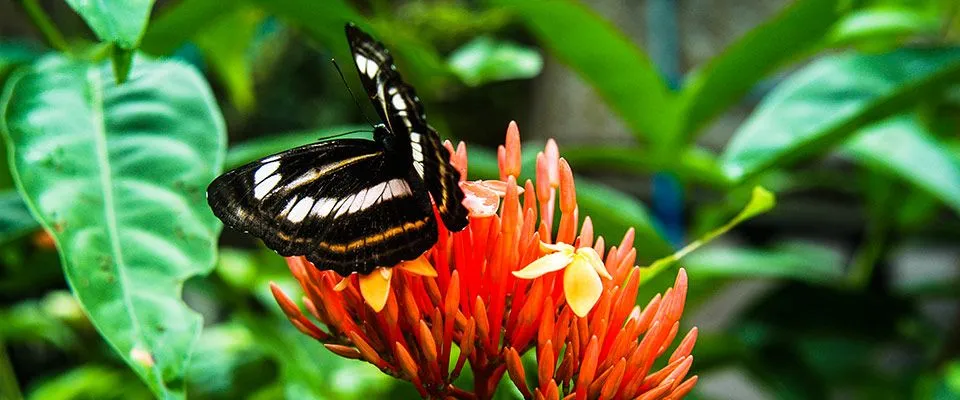 The flora and fauna to be seen at Greenviews Resorts,Palawan ...