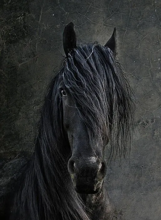 The Frisian Greeting Card by Joachim G Pinkawa