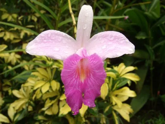 the guaria morada, CR's national flower, growing on the hotel ...