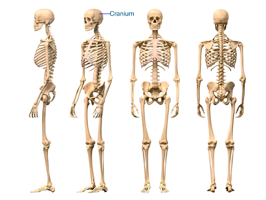 The Human Skeletal System HD - Aplicaciones Android en Google Play