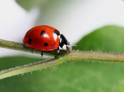 The Ladybug Effect | Powerchair Diaries