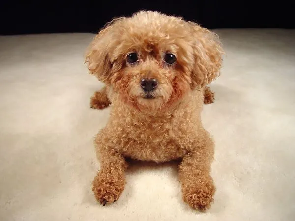 The most charming dogs in the world!: Miniature Poodle