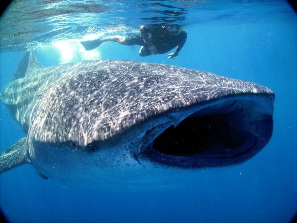 The oceans: Tiburón ballena.