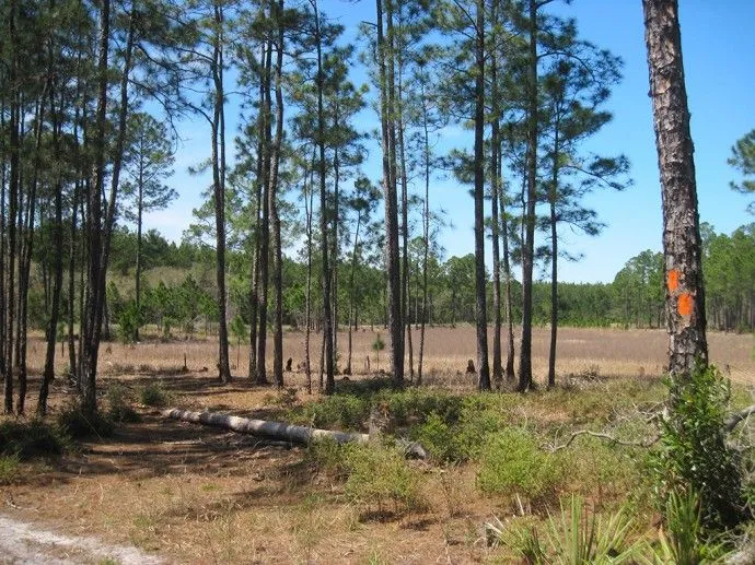 The other side of Farles Prairie | Florida Hikes!