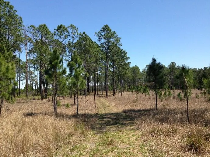 The other side of Farles Prairie | Florida Hikes!