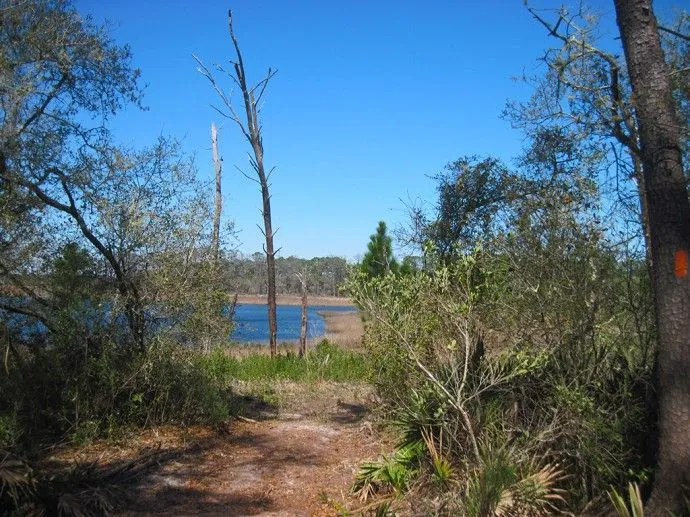 The other side of Farles Prairie | Florida Hikes!