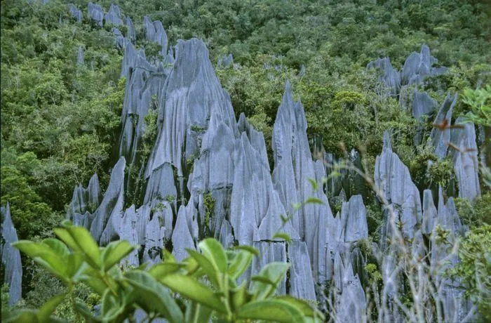 The Pinnacles of Borneo, an Adventure in Sarawak