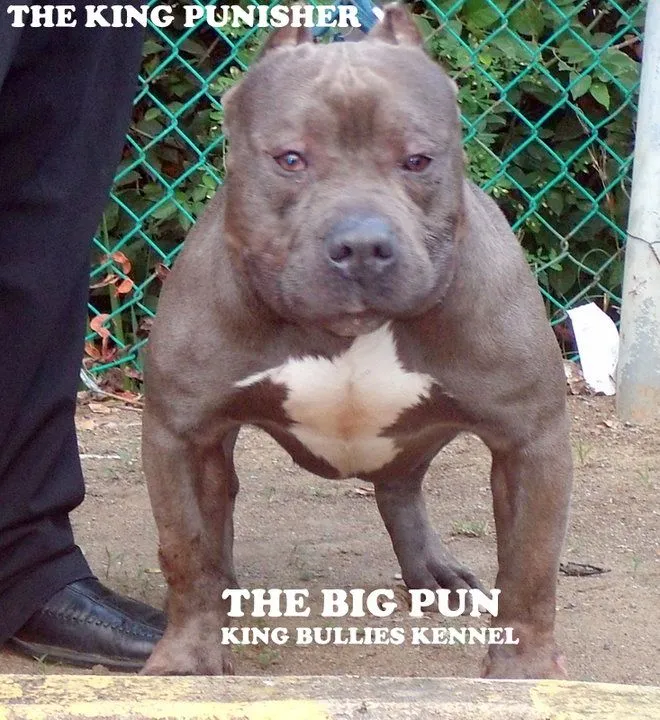 THE PIT BULL WORLD ASSOCIATION: diciembre 2010