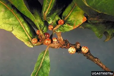 The prickly question of oak leaves!