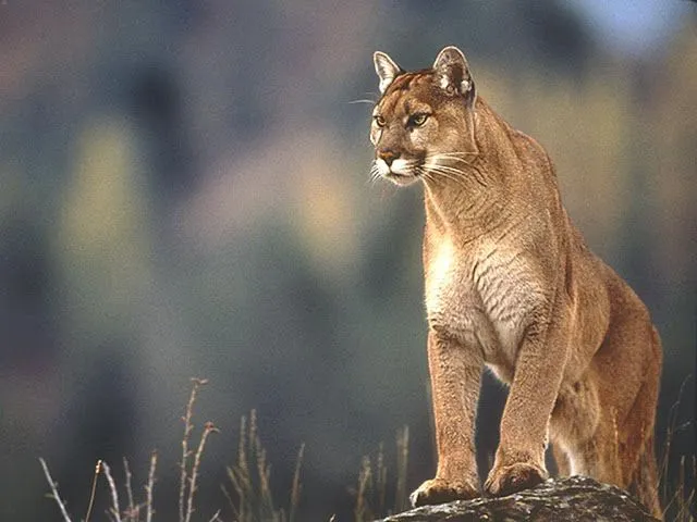 The Puma | A Beautiful Wild Animal | The Wildlife