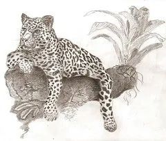 The World's Best Photos of drawing and jaguar - Flickr Hive Mind