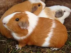 The World's most recently posted photos of cavia and cuy - Flickr ...