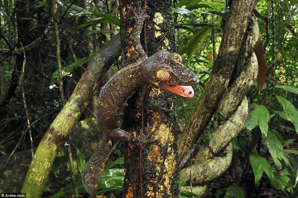 This will make you bug-eyed: A giant leaf-tailed gecko eyeballs people ...