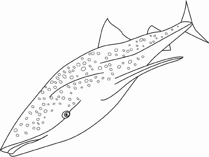 Tiburon ballena para dibujar - Imagui