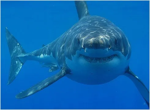 El Tiburon Blanco - Carcharodon Carcharias | LaReserva