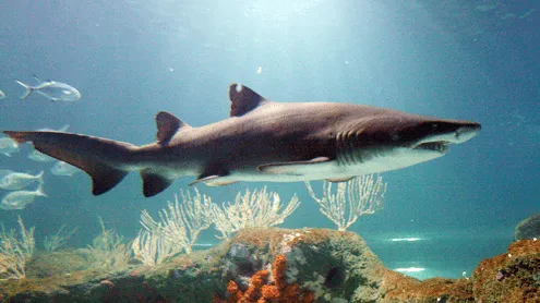 Tiburón Toro - Wiki Reino Animalia